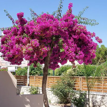 Paradise Apartments&suites